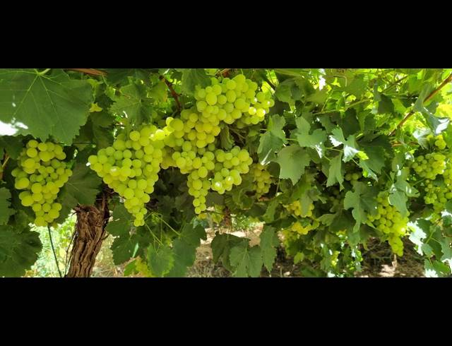 24HA FARM FOR SALE IN VIOOLSDRIF RURAL